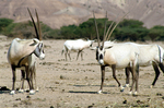 Это - Аравийский орикс или белый орикс. Безжалостно истреблялся охотниками