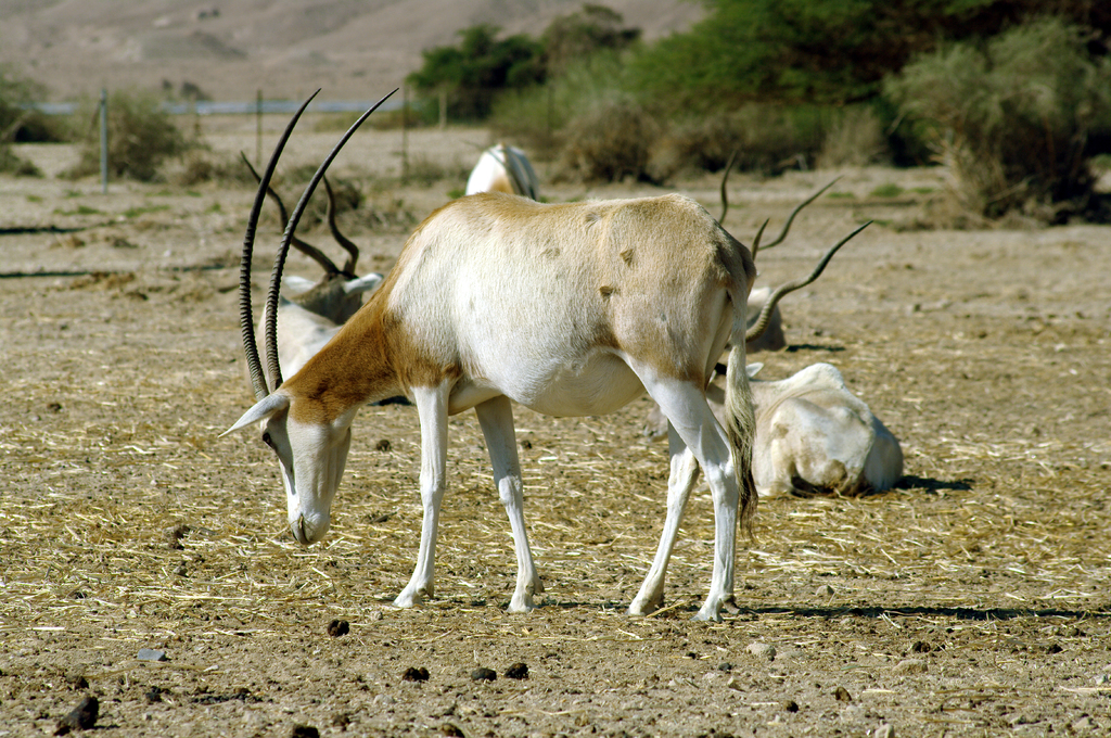 На переднем плане - саблерогий орикс. В отличие