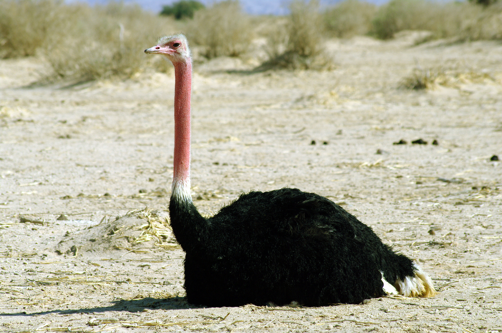 В брачный период кожа самца страуса приобретает красноватый