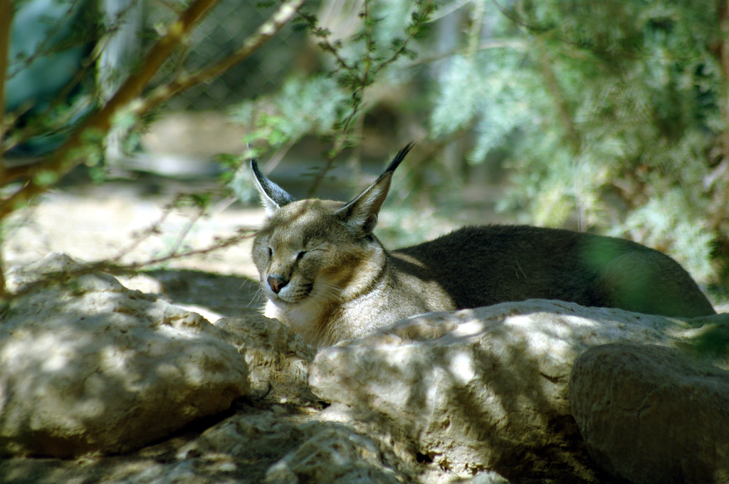 Дикий кот. Интересно, что он оказался на грани