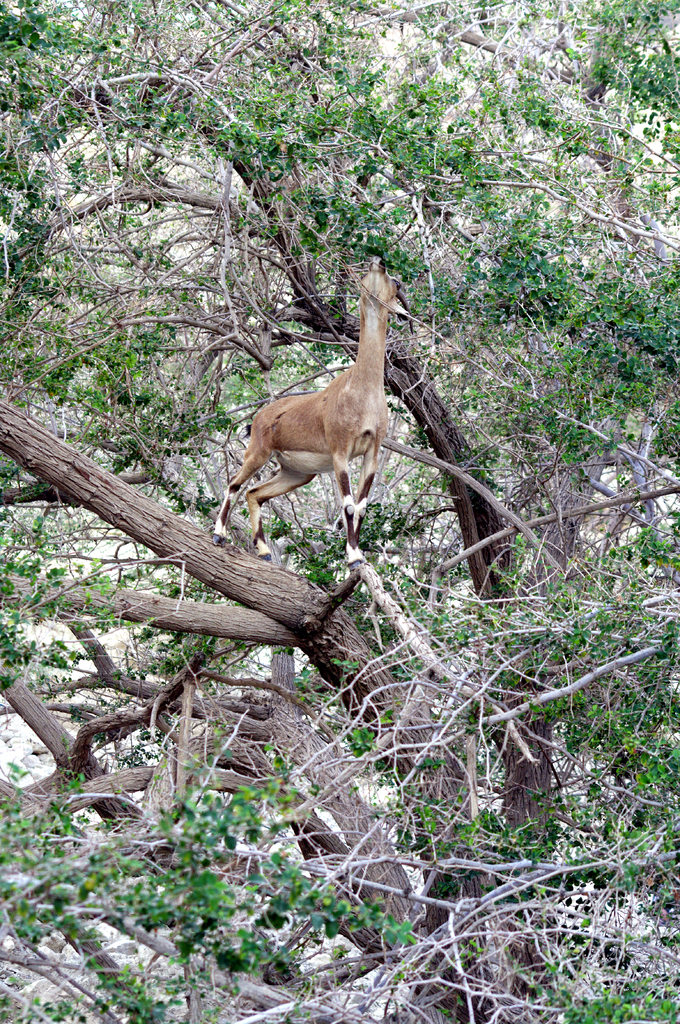 Козы-акробаты, залезающие на деревья, поражают туристов в заповеднике