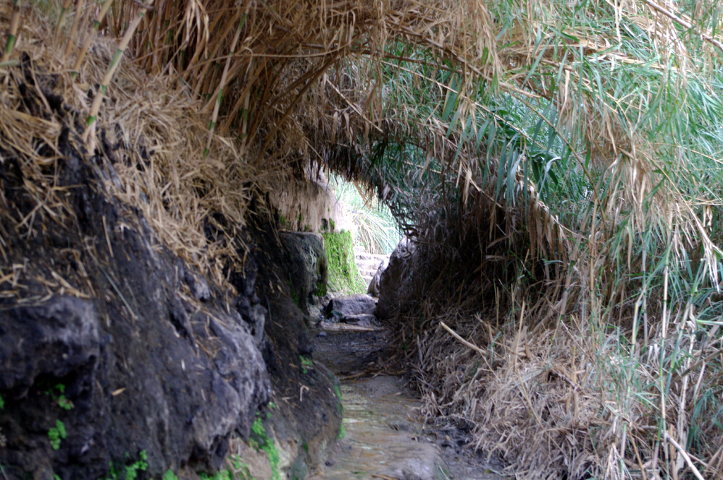 Тропа вдоль берега ручья Давид. Заповедник Эйн-Геди.