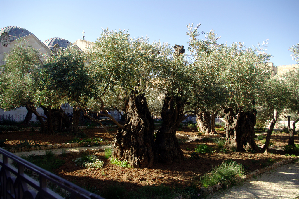 Говорят, некоторые оливы Гефсиманского сада старше Христа. Не