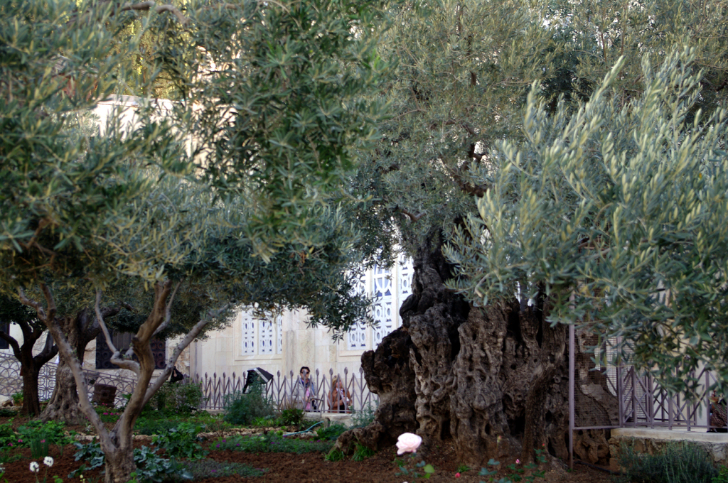 За древними оливами Гефсиманского сада - стена храма