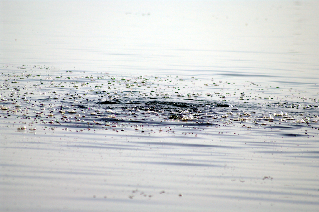 В некоторых местах озеро Кинерет буквально "кипит" от
