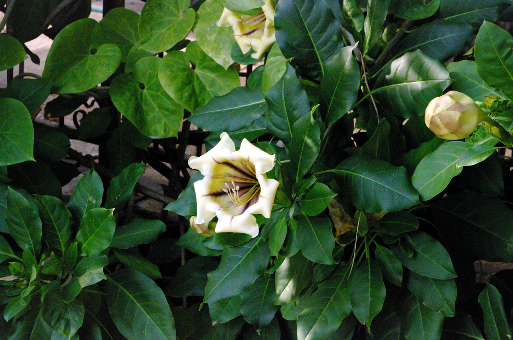 Вокруг церкви 12 апостолов - разнообразные растения.