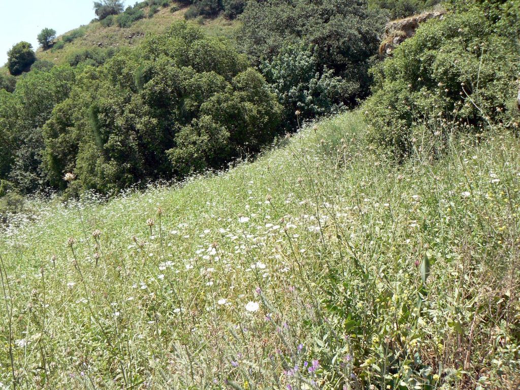 Цветы на берегу Баниаса.