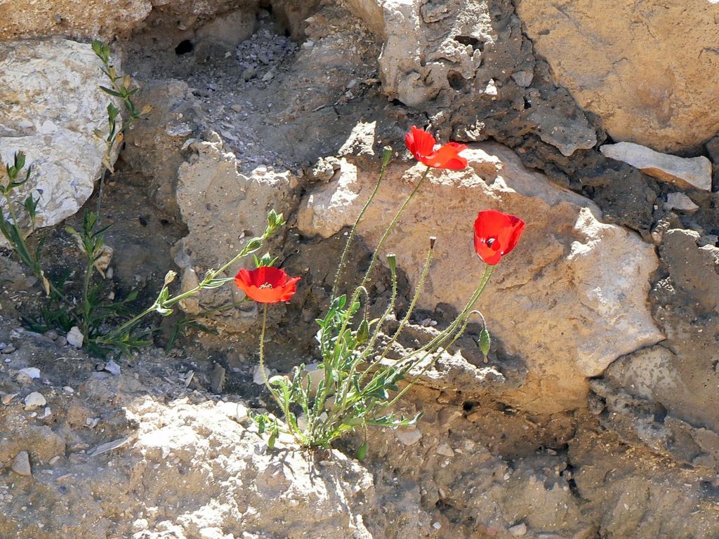 Тель Арад. Цветы пустыни.
