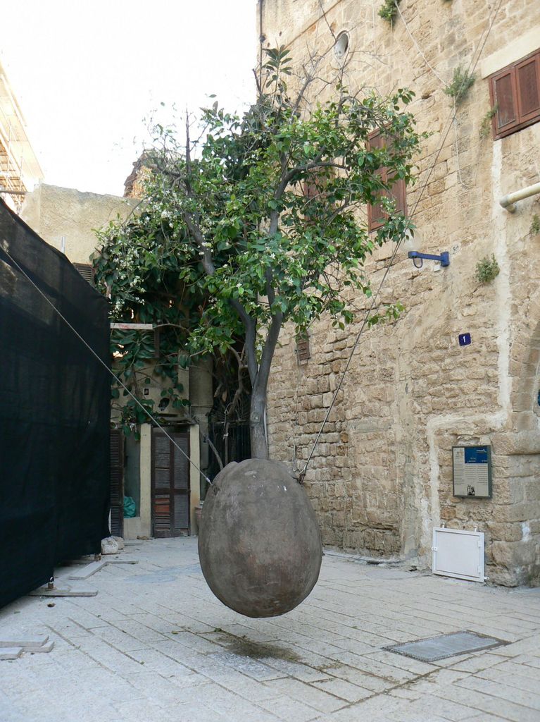 Яффо. Бенгальский фикус.