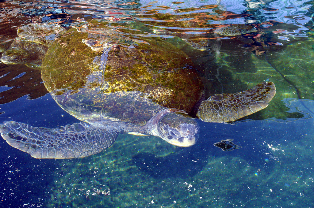 В обсерватории есть специальный бассейн с большими морскими