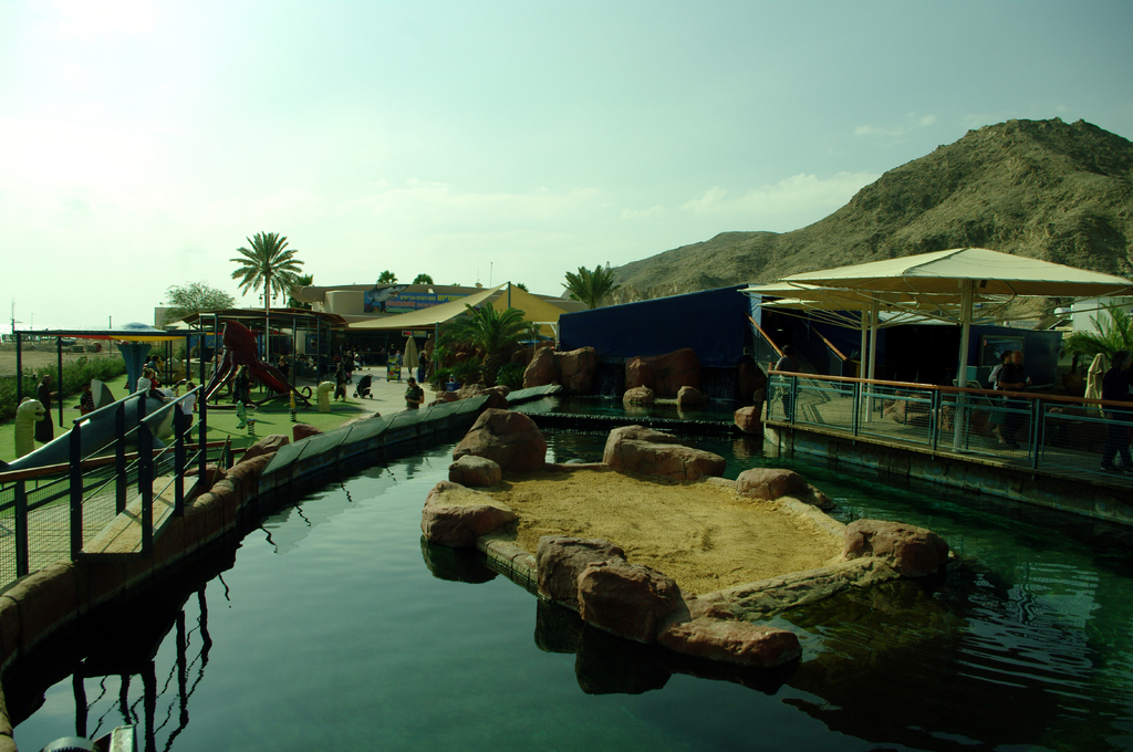 В бассейне с черепахами предусмотрен песчаный остров, где