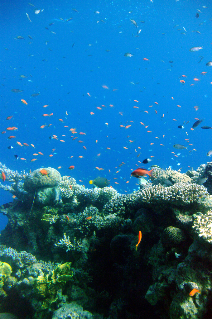 По разнообразию рыб и кораллов южные пляжи Эйлата