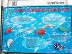 Почему нельзя кормить рыб? А потому...