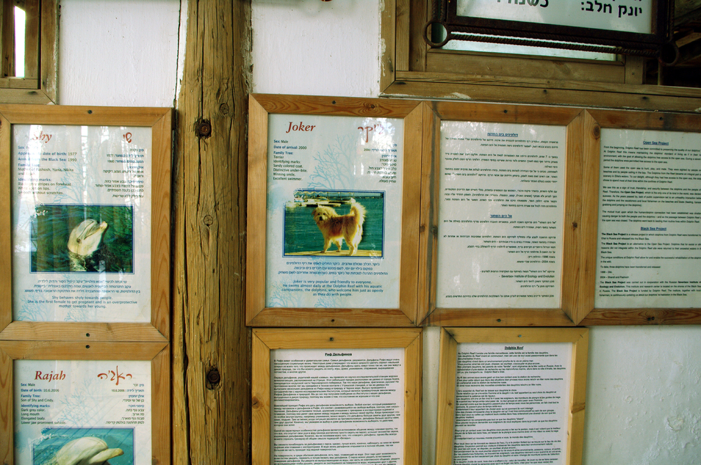 Кроме дельфинов, в дельфинариуме живет знаменитый Джокер. Собака,