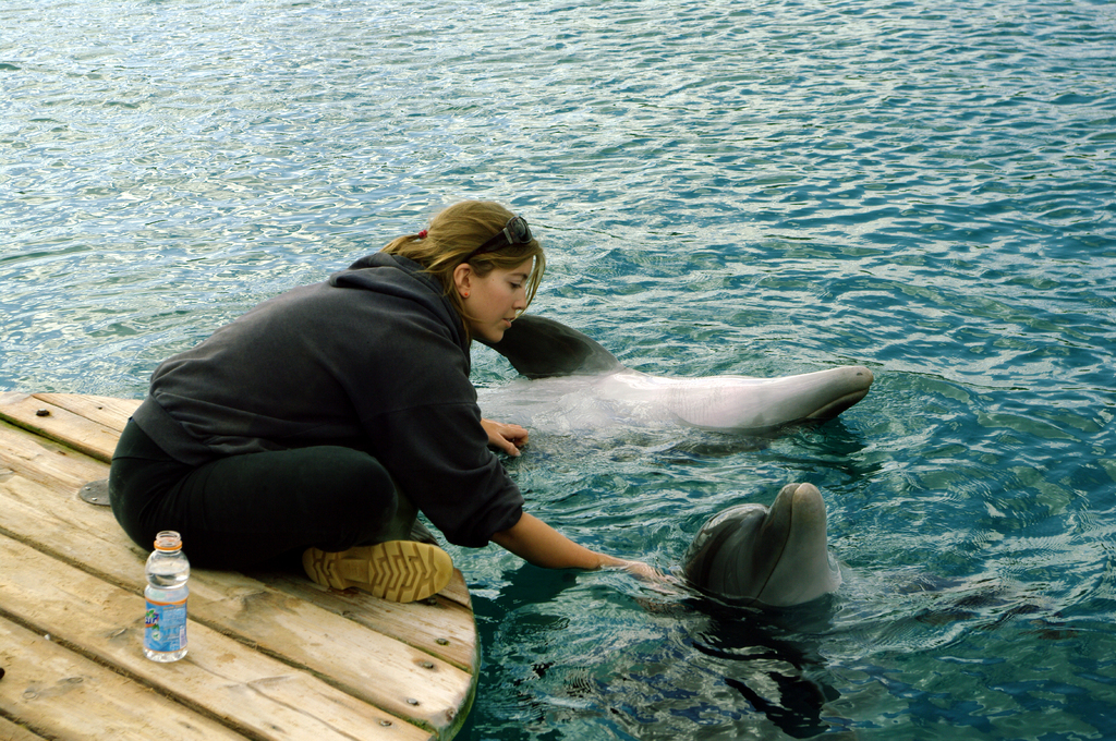 Дельфины (особенно - дельфинихи) очень любят ласку. А
