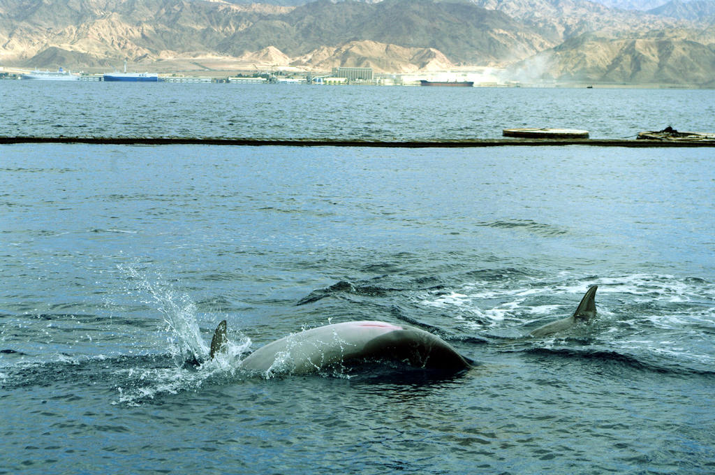 Резвятся дельфинчики. Аж пузом кверху. Значит счастливые. Значит