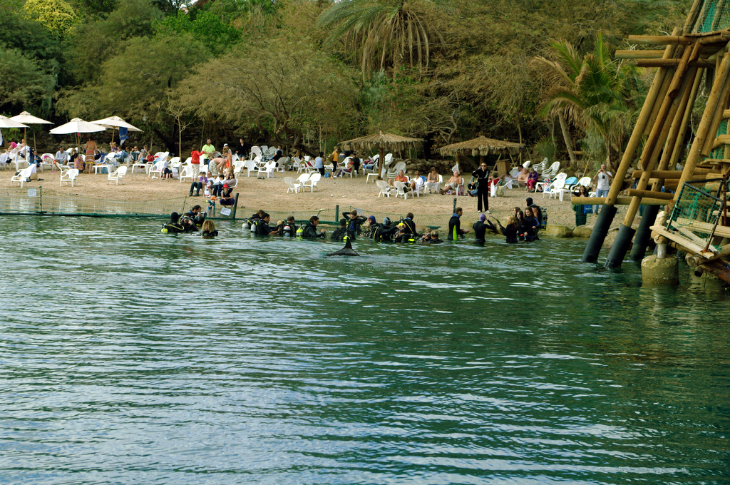 Пляж в дельфинариуме огорожен сеткой. А в гости