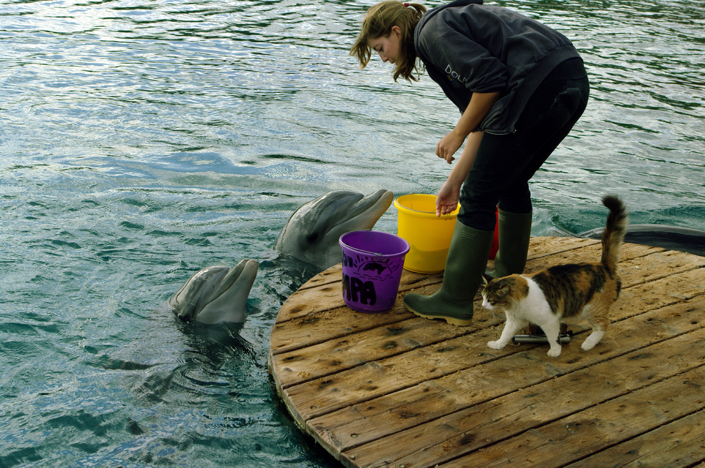 Местный кот не равнодушен к процессу кормления. Интересно,