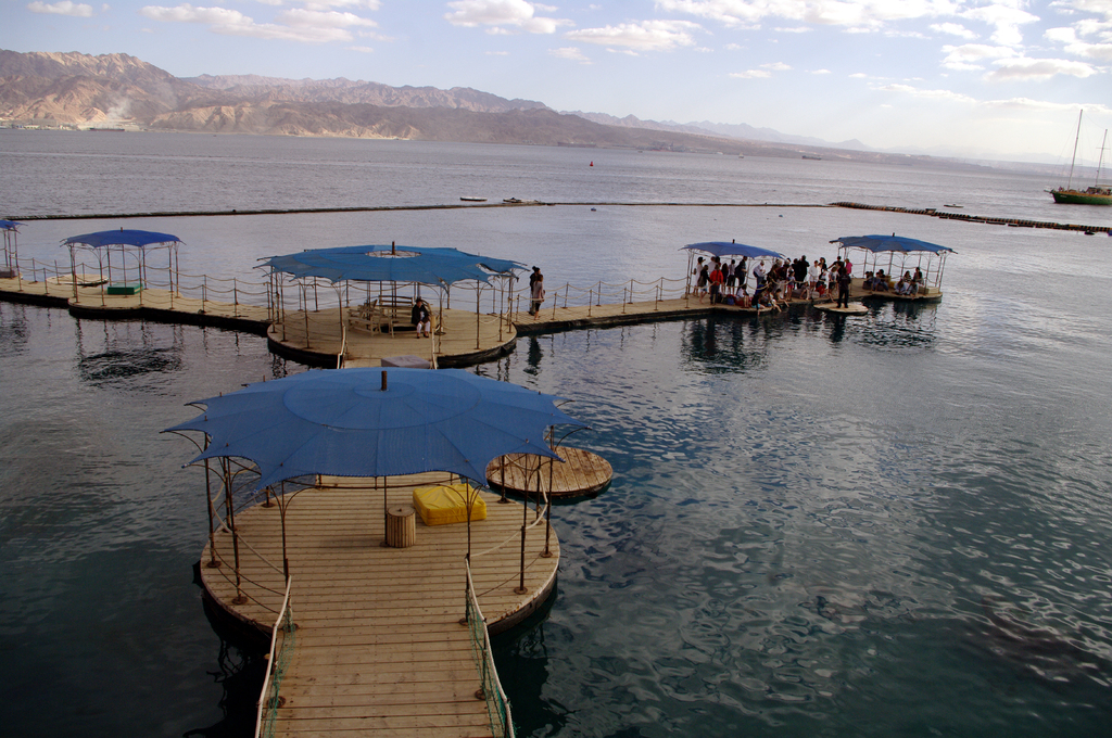 Наблюдающие за дельфинами посетители ходят по таким плавающим