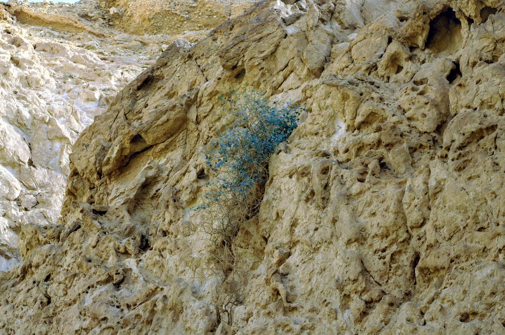 Какой-то голубой кустик в Эйлатских горах недалеко от