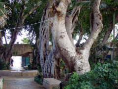 Волшебный сад в Акко, через который пролегает путь в город крестоносцев.