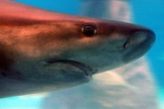 В бассейне с акулами морских хищников можно рассмотреть в деталях.