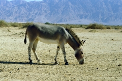 Сомалийский дикий осел. Редчайшее и очень красивое животное. Он практически исчез в Африке, в местах своего традиционного обитания. Неизвестно, жил ли он когда-нибудь в дикой природе на территории Израиля. Но сейчас здесь пытаются спасти этот вид от полного вымирания. С его появлением в заповеднике в начале семидесятых годов связана история, в которой даже были задействованы Израильские ВВС.