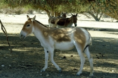 Куланы в заповеднике Хай Бар Йотвата. На вид - что-то среднее между ослом и лошадью. Не даром его иногда называют полуослом. Считается, что, в отличие африканского осла, кулан никогда не поддавался приручению. Вообще-то на территории Израиля, по-видимому, водился сирийский дикий осел, но он полностью вымер. Поэтому в заповеднике поселили персидского онагра.