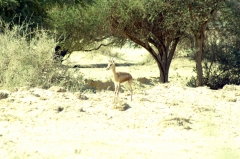 Газель Доркас. В Израиле встречается несколько видов газели. На севере и в центральной части - горная газель.  Газель Доркас - на юге. Она меньше размером и светлее горной. Специально газелей в заповедник не запускали, они появились тут, поскольку живут в этих районах. Говорят, в заповеднике есть и особый, редкий вид газели, который встречается только в Израиле. Но они находятся в специальном вольере, куда не пускают туристов. 