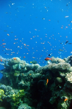 По разнообразию рыб и кораллов южные пляжи Эйлата не уступают пляжам Шарм-аль-Шейха.