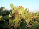 Цветущие кактусы (опунции).