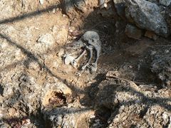 Копия остатка скелета древнего человека, найденного в захоронении.