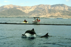К внешней стороны ограждения эйлатского дельфинариума часто подплывают катера с туристами. "Встреча с дельфинами гарантирована", - так заманивают туристов хозяева судов. Еще бы, конечно гарантирована )