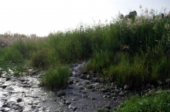 В озеро Кинерет впадает не только река Иордан, но и много ручьев.
