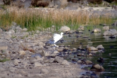 Цапля на берегу озера Кинерет