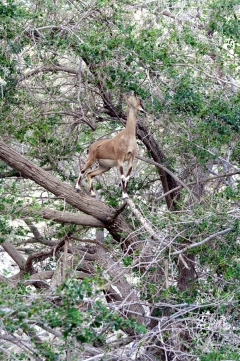 Козы-акробаты, залезающие на деревья, поражают туристов в заповеднике Эйн-Геди.