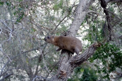 Даман похож на сурка, но принадлежит отряду хоботных и является родственником слона.