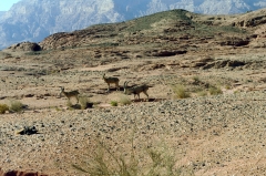 Горные козлы в парке Тимна. Короткие сильные ноги позволяют им легко передвигаться по крутым скалам. В Библии это животное упоминается под названием яэль.
